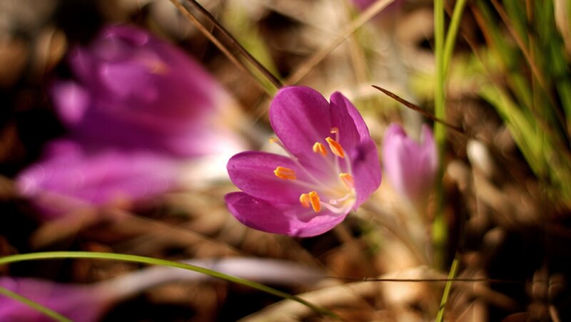 Purple Crocus Flower — Serene, Spring, Photograph, Grass, Soil