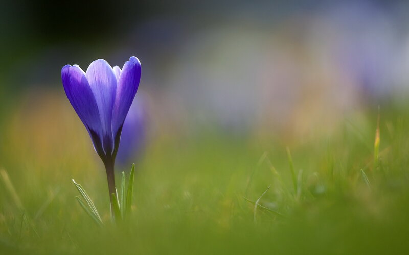 Purple Crocus Flower — Serene, Spring, Photograph, Grass, Stem