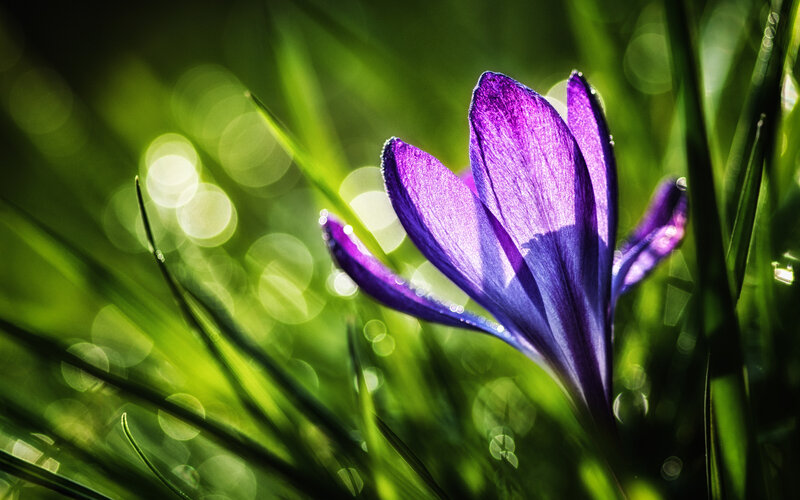 Purple Crocus Flower — Serene, Spring, Photograph, Grass, Sunlight, Bokeh