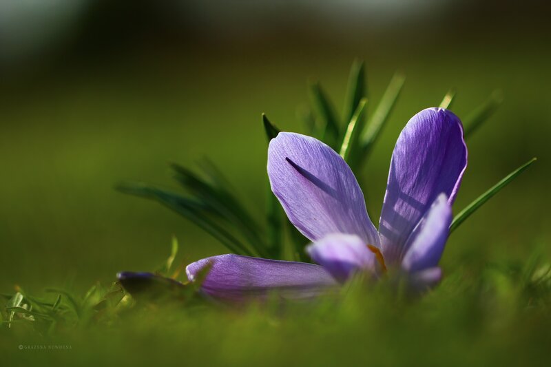 Purple Crocus Flower — Serene, Spring, Photograph, Grass, Sunlight, Leaves