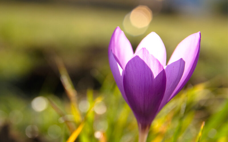 Purple Crocus Flower — Serene, Spring, Photograph, Grass, Sunlight