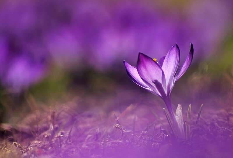 Purple Crocus Flower — Serene, Spring, Photograph, Grass