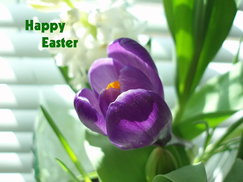Purple Crocus Flower — Serene, Spring, Photograph, Green Leaves, White Flowers