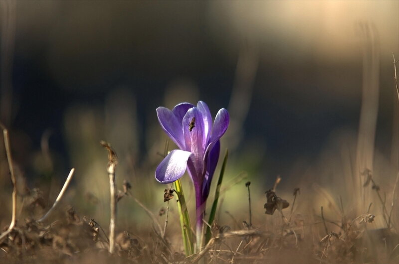 Purple Crocus Flower — Serene, Spring, Photograph, Insect