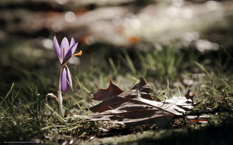 Purple Crocus Flower — Serene, Spring, Photograph, Leaf, Grass