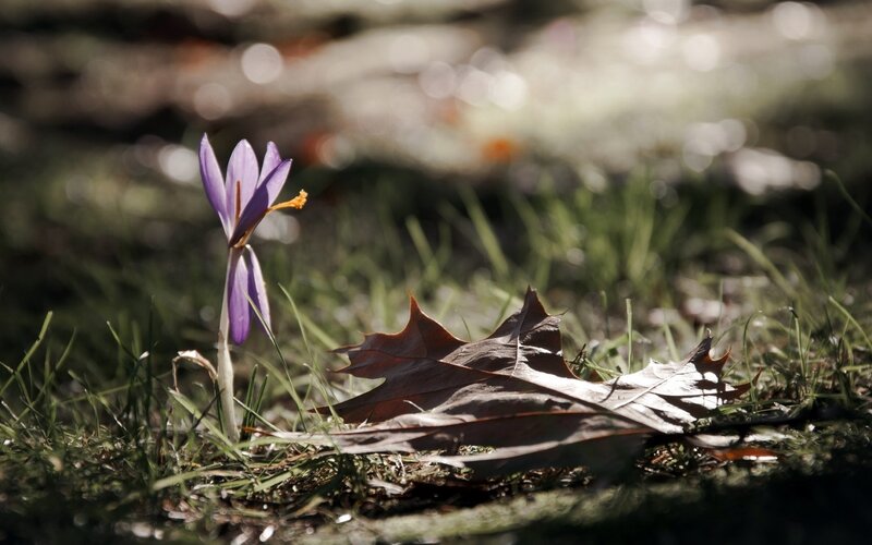 Purple Crocus Flower — Serene, Spring, Photograph, Leaf
