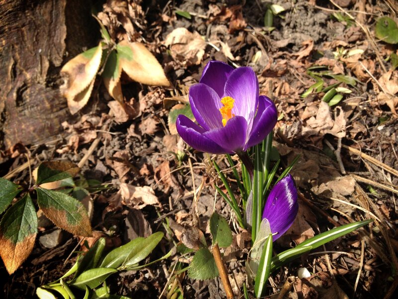 Purple Crocus Flower — Serene, Spring, Photograph, Leaves