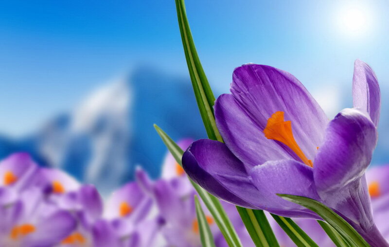Purple Crocus Flower — Serene, Spring, Photograph, Mountains