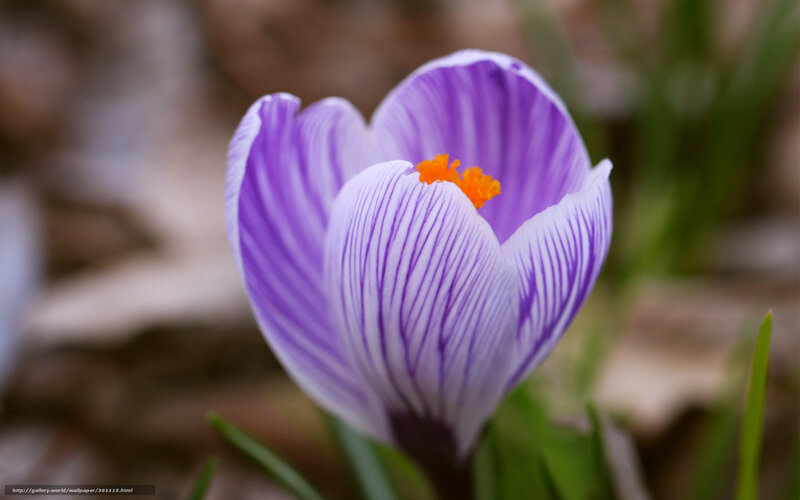 Purple Crocus Flower — Serene, Spring, Photograph, Orange Stamen