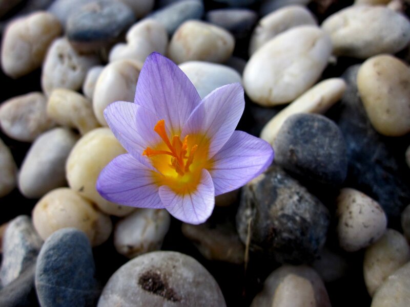Purple Crocus Flower — Serene, Spring, Photograph, Pebbles