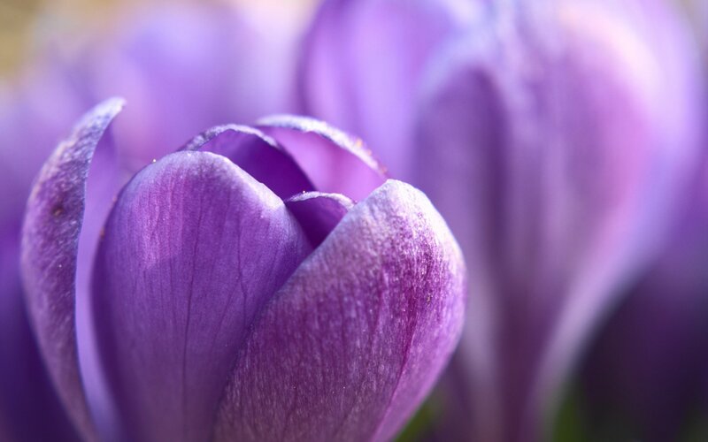 Purple Crocus Flower — Serene, Spring, Photograph, Petals
