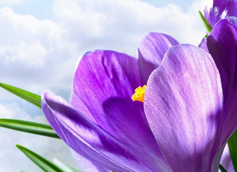Purple Crocus Flower — Serene, Spring, Photograph, Sky