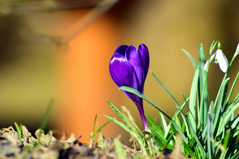 Purple Crocus Flower — Serene, Spring, Photograph, Snowdrop