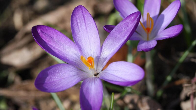 Purple Crocus Flower — Serene, Spring, Photograph, Stamen, Leaf