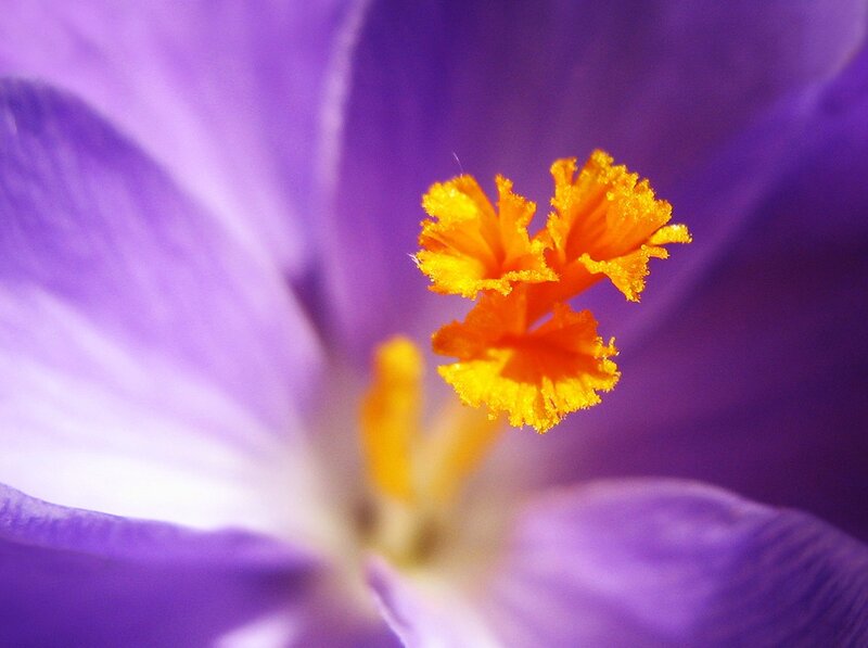 Purple Crocus Flower — Serene, Spring, Photograph, Stamen
