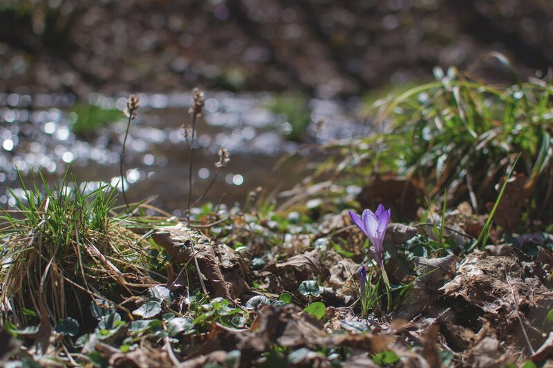 Purple Crocus Flower — Serene, Spring, Photograph, Stream