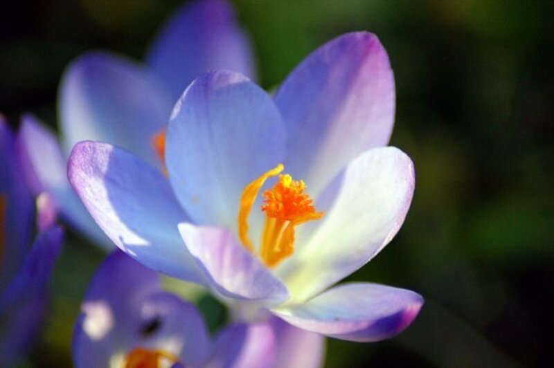 Purple Crocus Flower — Serene, Spring, Photograph