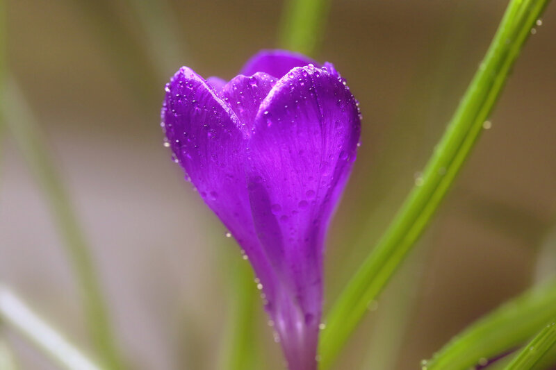 Purple Crocus Flower — Serene, Spring, Photograph, Water Droplets