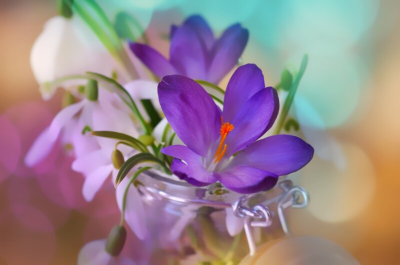 Purple Crocus Flower — Serene, Spring, Photograph, White Flowers