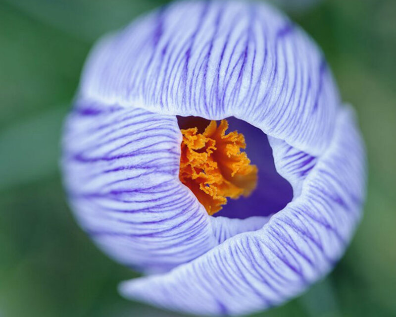 Purple Crocus Flower — Serene, Spring, Photograph, Yellow Center, Green Background