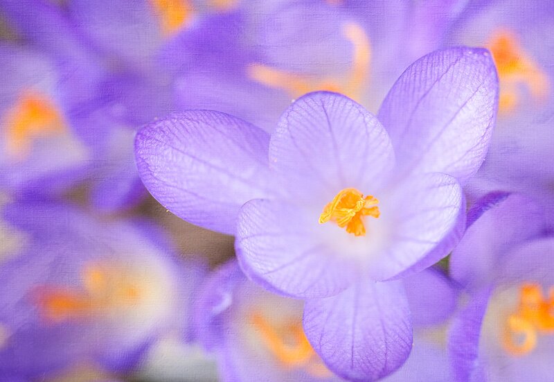 Purple Crocus Flower — Serene, Spring, Photograph, Yellow Center, Petals