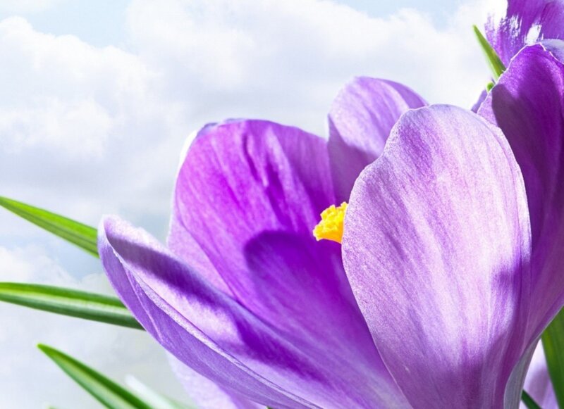 Purple Crocus Flower — Serene, Spring, Photograph, Yellow Center