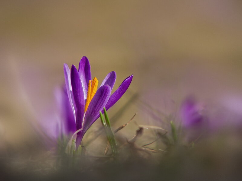 Purple Crocus Flower — Serene, Spring, Photograph, Yellow Stamen, Green Grass