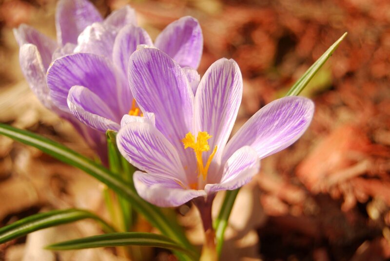 Purple Crocus Flower — Serene, Spring, Photograph, Yellow Stamen