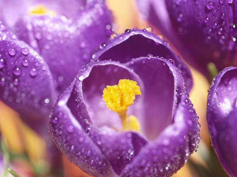Purple Crocus Flower — Serene, Spring, Photograph, Yellow Stamen, Water Droplets