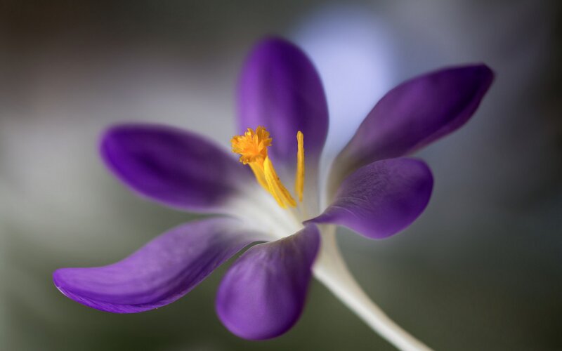Purple Crocus Flower — Serene, Spring, Photograph, Yellow Stamen, White Center
