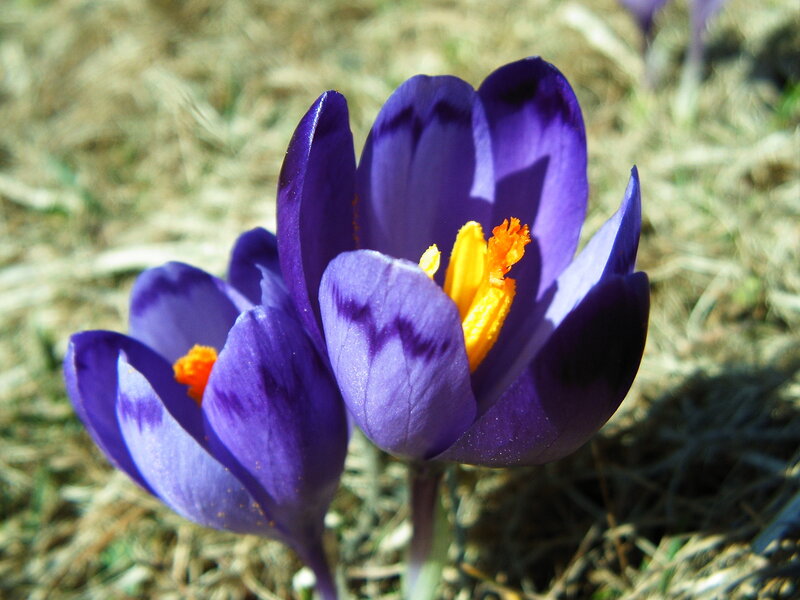Purple Crocus Flower — Serene, Spring