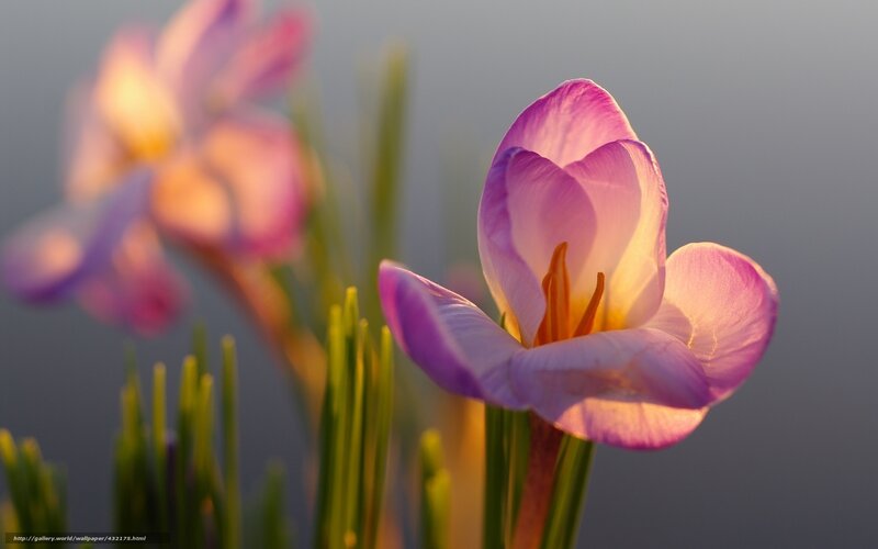 Purple Crocus Flower — Serene, Sunset