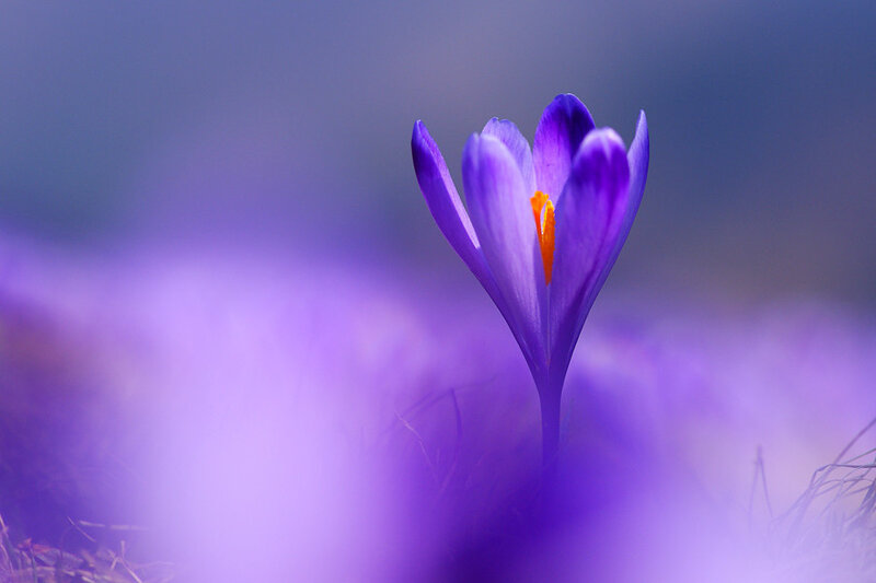 Purple Crocus Flower — Serene