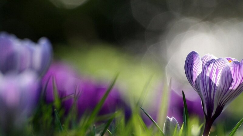 Purple Crocus Flower — Sunlight