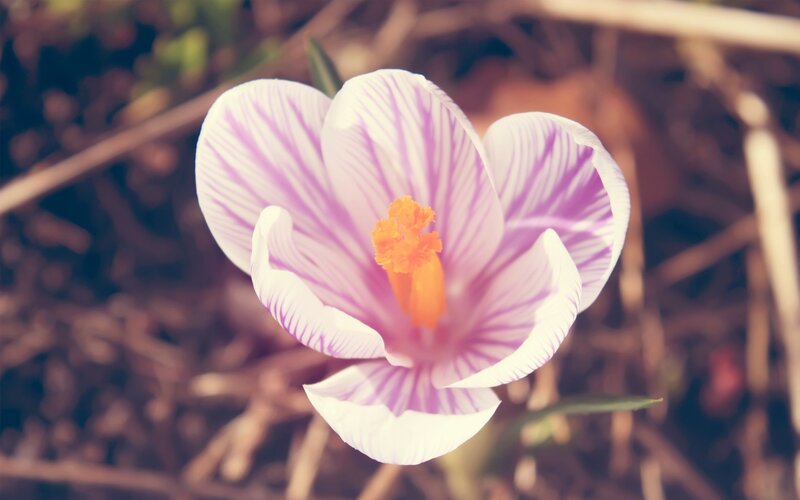 Purple Crocus Flower — White, Serene, Spring
