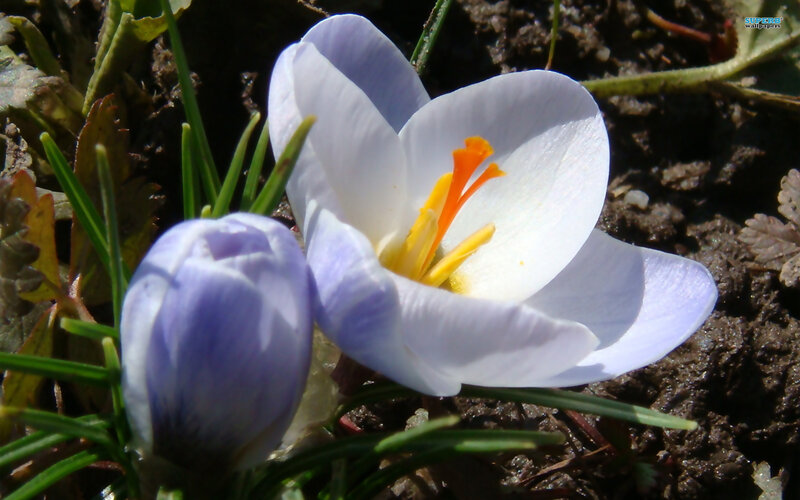 Purple Crocus Flower — White