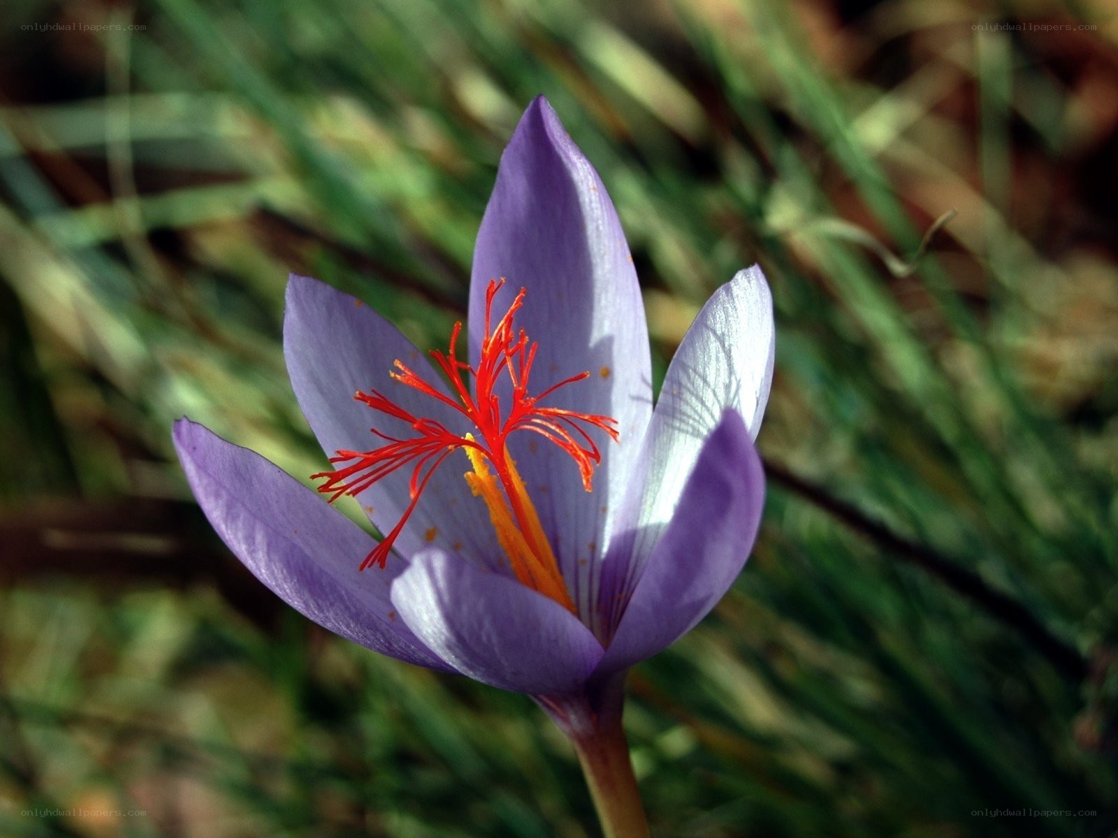 Purple crocus flower with red stamen