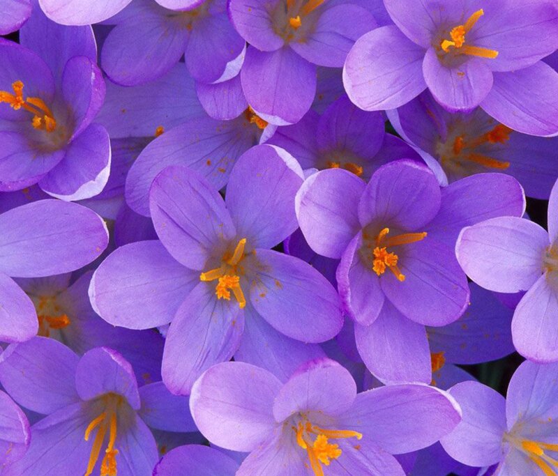 purple crocus flowers