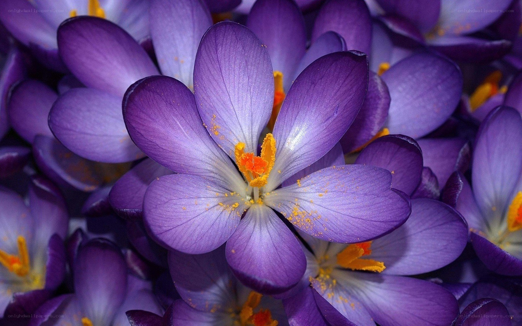 purple crocus flowers