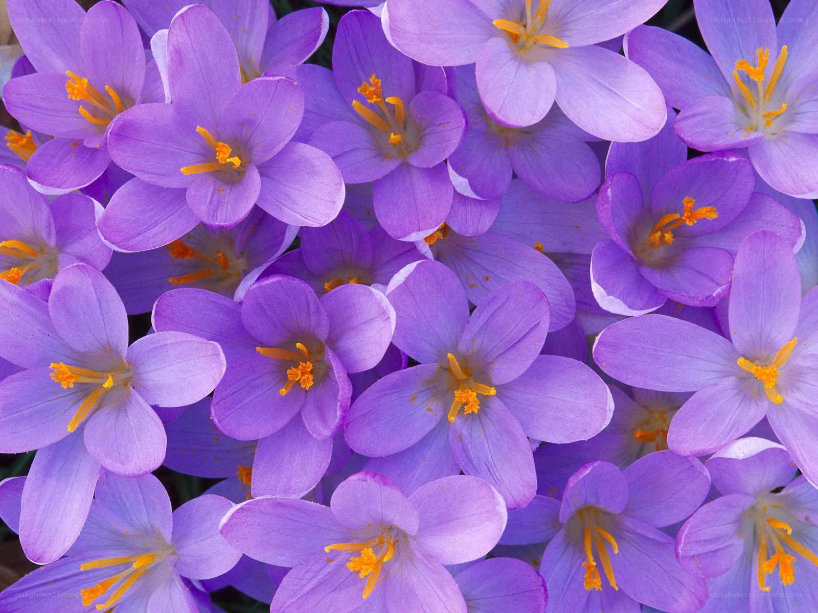 purple crocus flowers