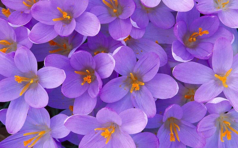 purple crocus flowers
