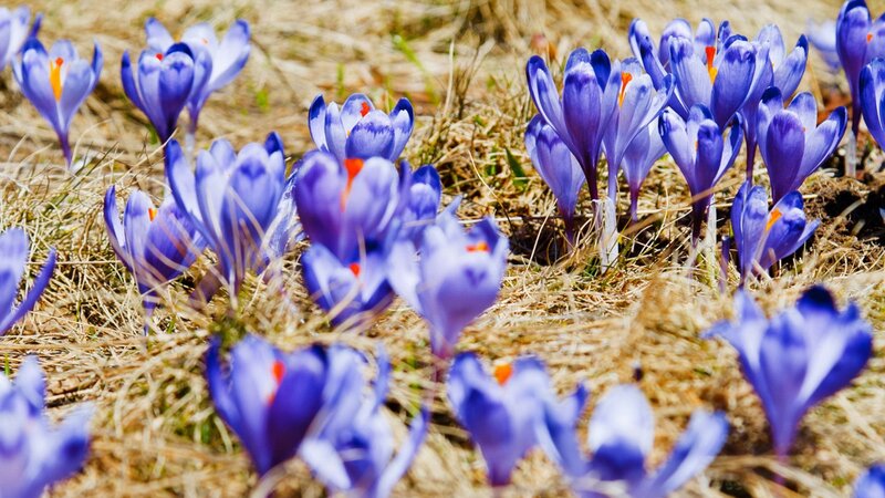 Purple Crocus Flowers — Blue, Serene, Spring, Photograph, Grass, Field