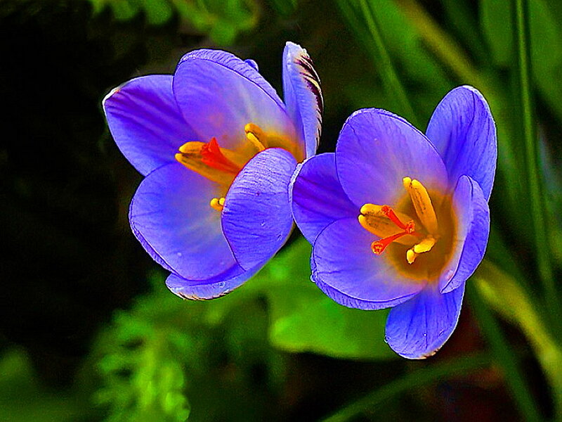 Purple Crocus Flowers — Blue, Serene, Spring, Photograph