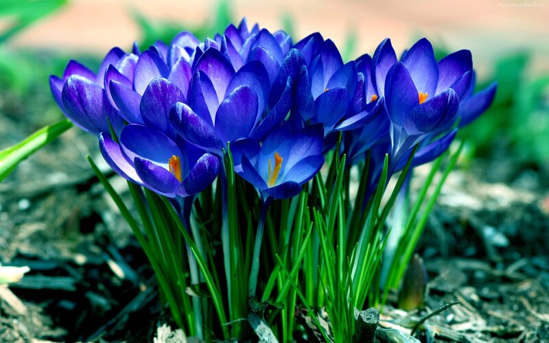Purple Crocus Flowers — Blue, Serene, Spring