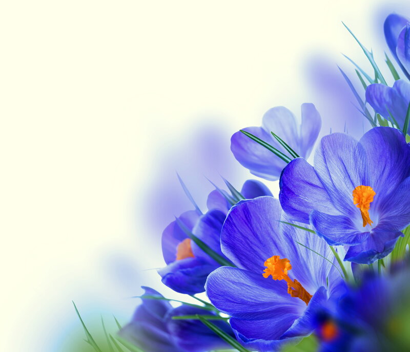Purple Crocus Flowers — Blue, Serene