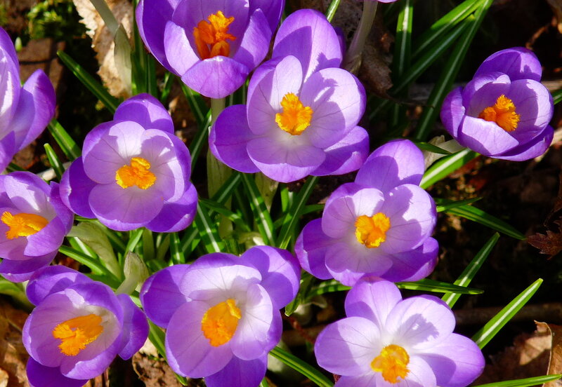 Purple Crocus Flowers — Bright, Spring, Photograph, Green Leaves