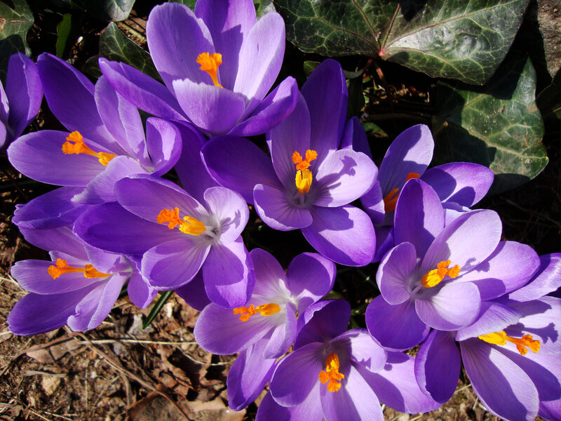 Purple Crocus Flowers — Bright, Spring, Photograph