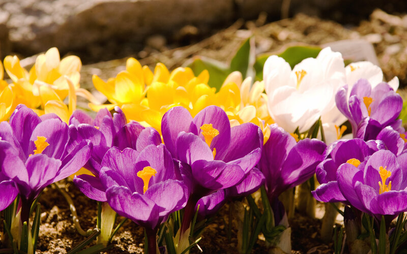 Purple Crocus Flowers — Bright, Spring, Photograph, Yellow Crocuses