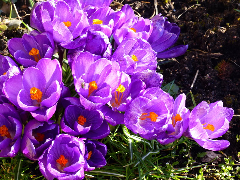 Purple Crocus Flowers — Bright, Spring, Photograph, Yellow Stamen