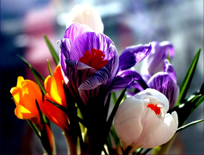 Purple Crocus Flowers — Bright, Spring